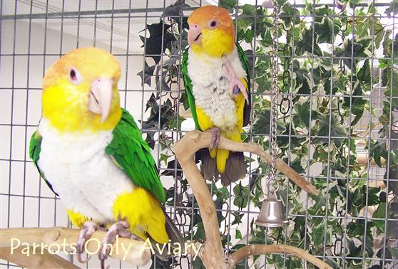 White Bellied Caiques