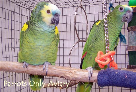Blue Front Amazon Parrots
