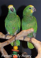 Yellow Shouldered Amazon Chicks on Java Wood Perch 2010
