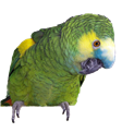 Blue Front Amazon