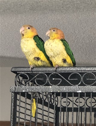 Caiques on cage