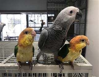 Grey and Caiques
