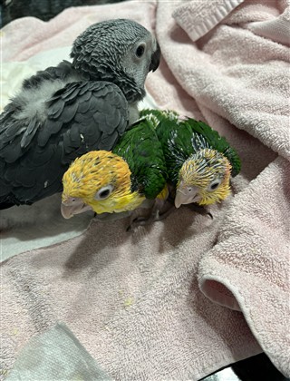 Grey and Caique